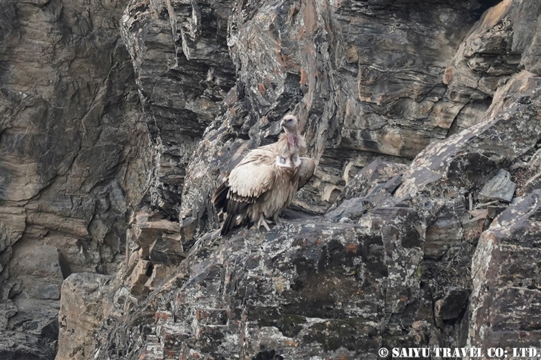 Himalayan griffon vulture （Chitral Gol National Park））